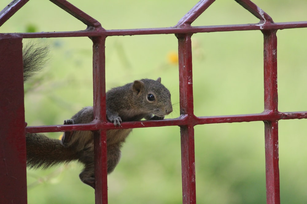 a squirrel on a red fence