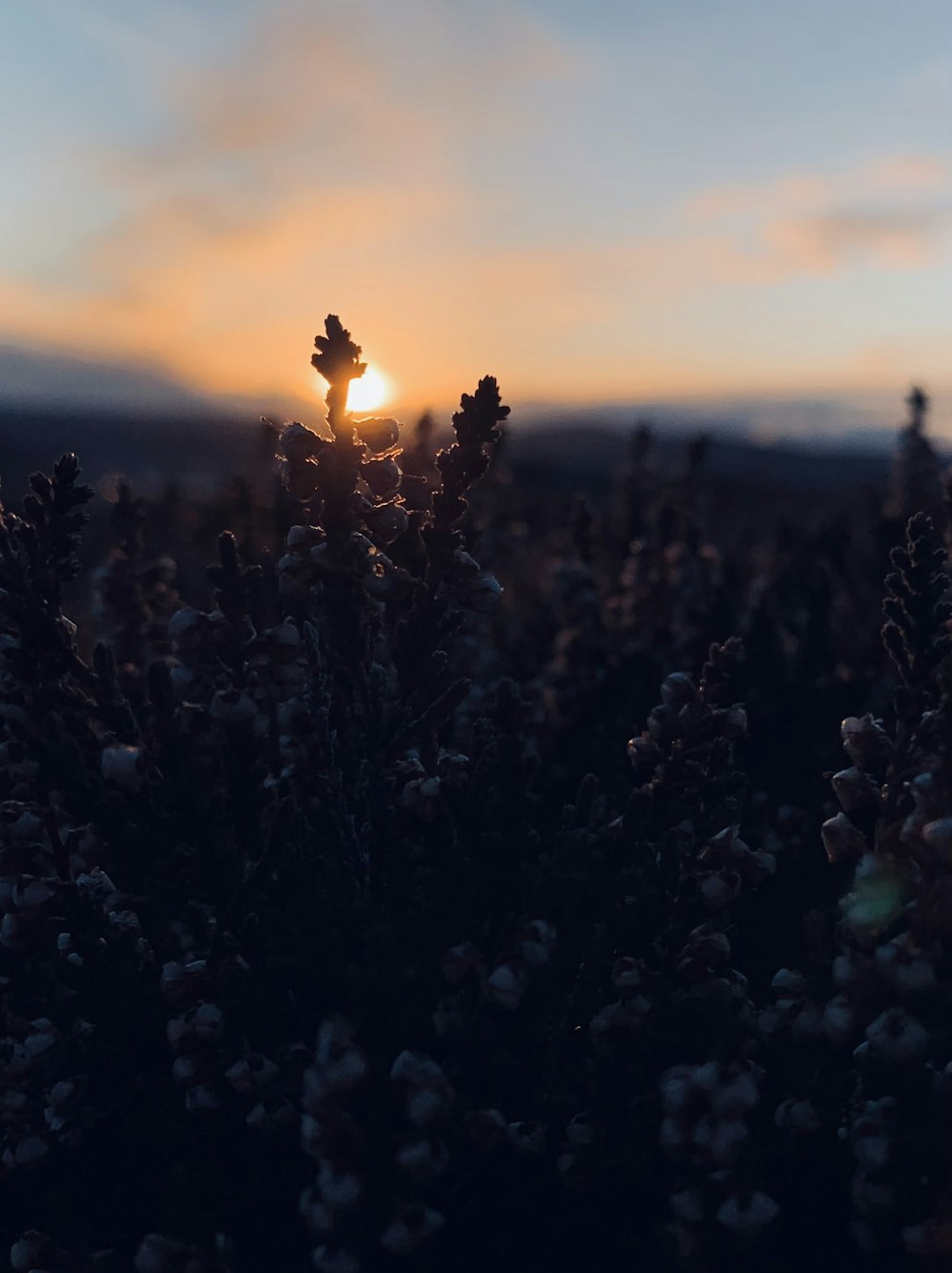 Un gran grupo de árboles con la puesta de sol detrás de ellos