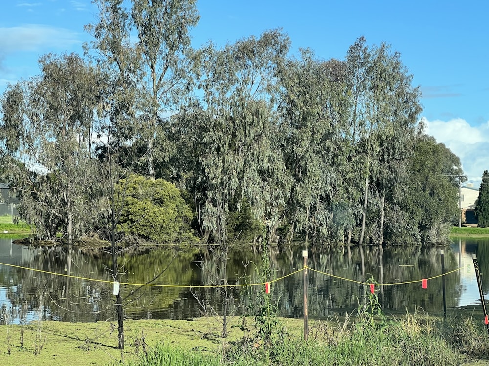 a body of water with trees around it