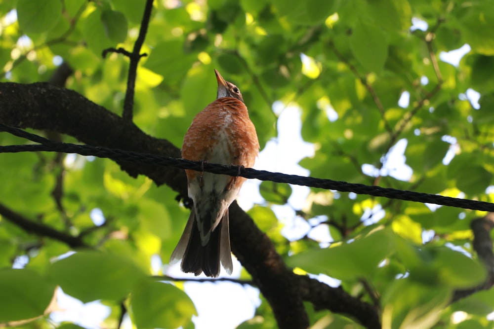 Un pájaro posado en una rama