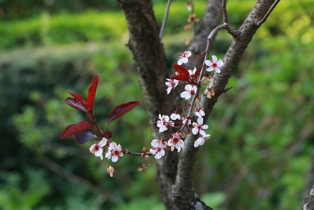 a close up of a tree branch with flowers on it