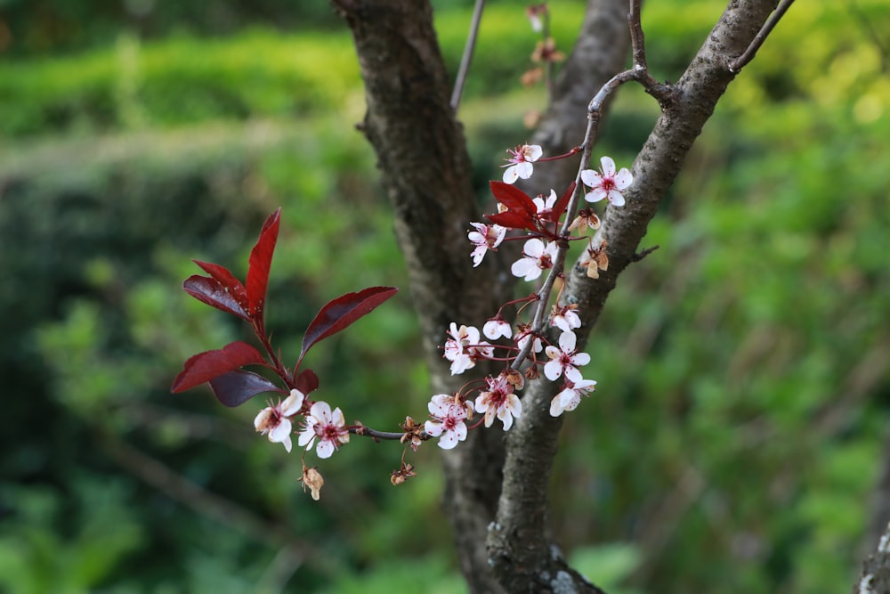 Un primer plano de la rama de un árbol con flores en ella