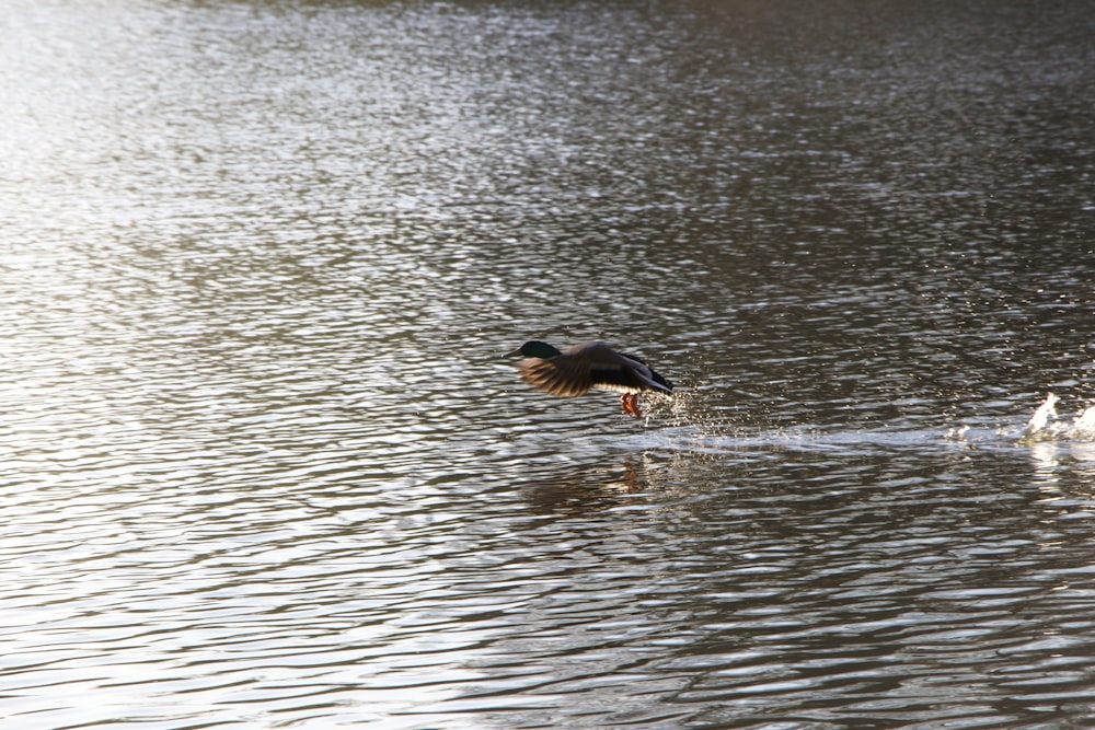 a bird diving into water