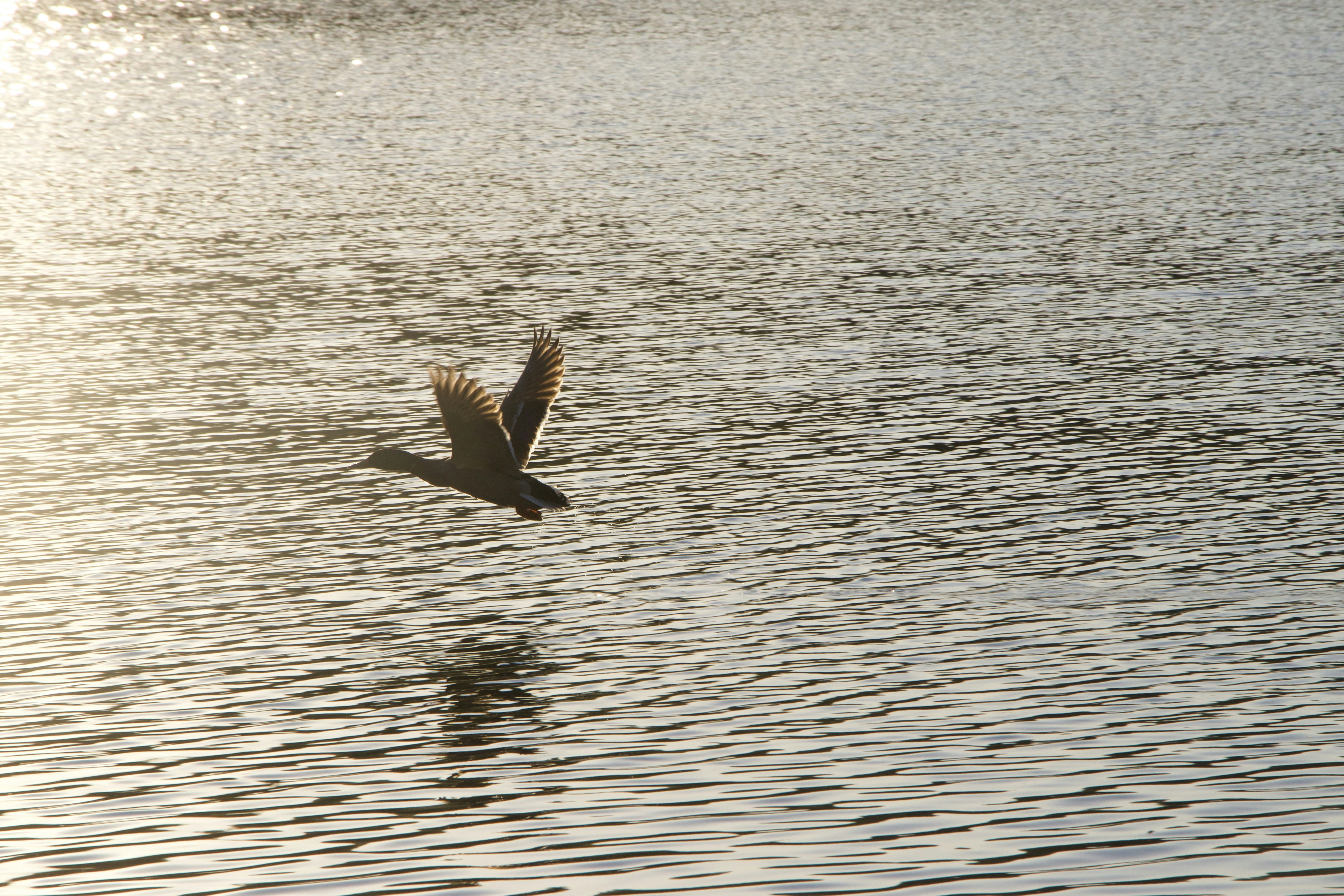 How to Stay on Top of New York Legislative Bills Affecting Wills, Trusts, Estates, and Related Areas