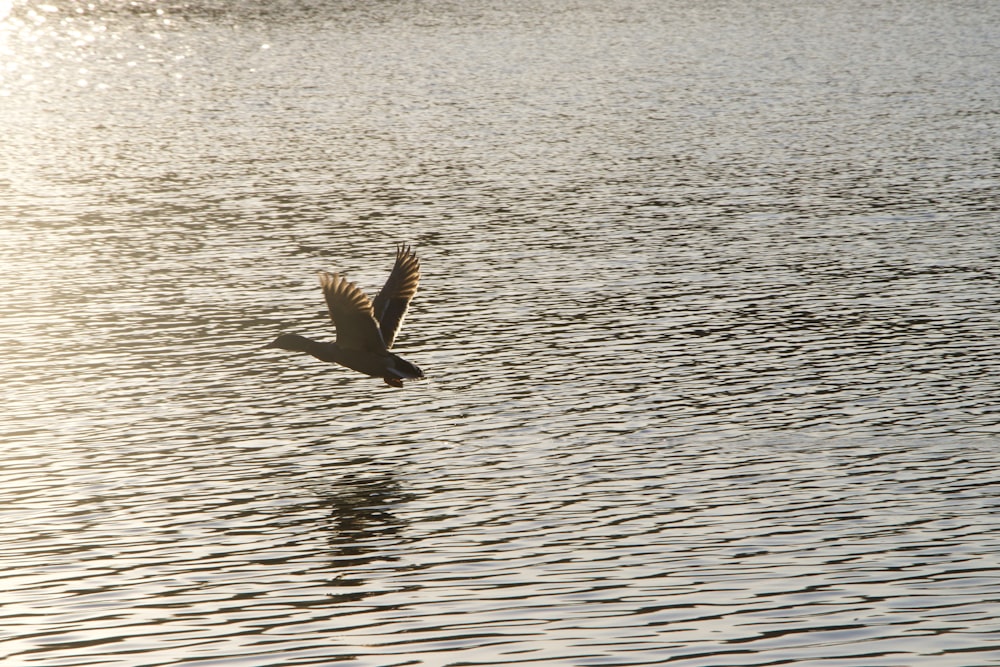 a bird flying over water