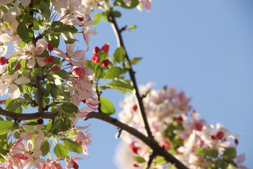 Un árbol con flores rosadas