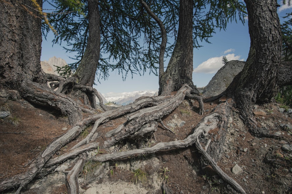 a tree with many branches