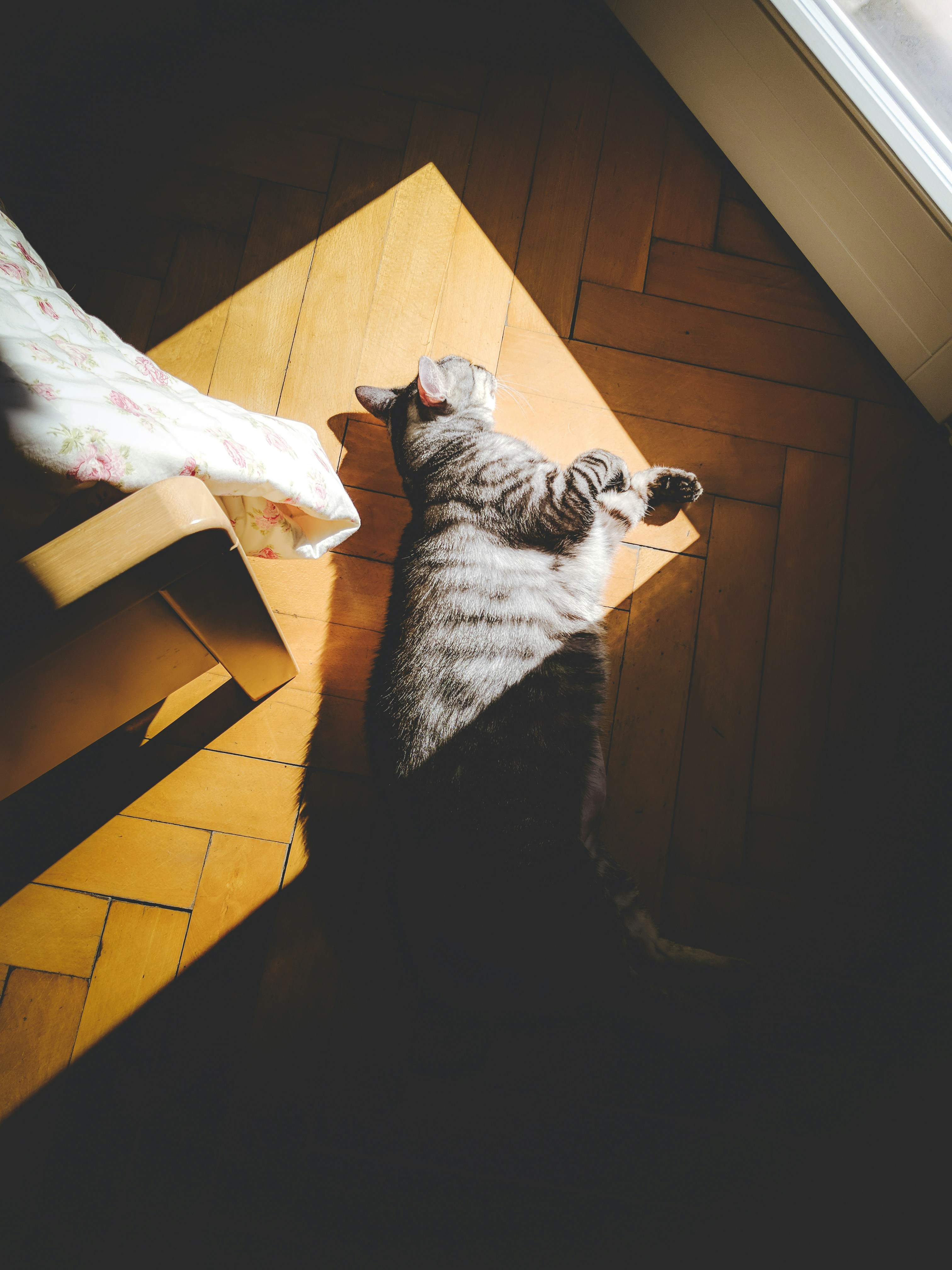 a cat lying on the floor