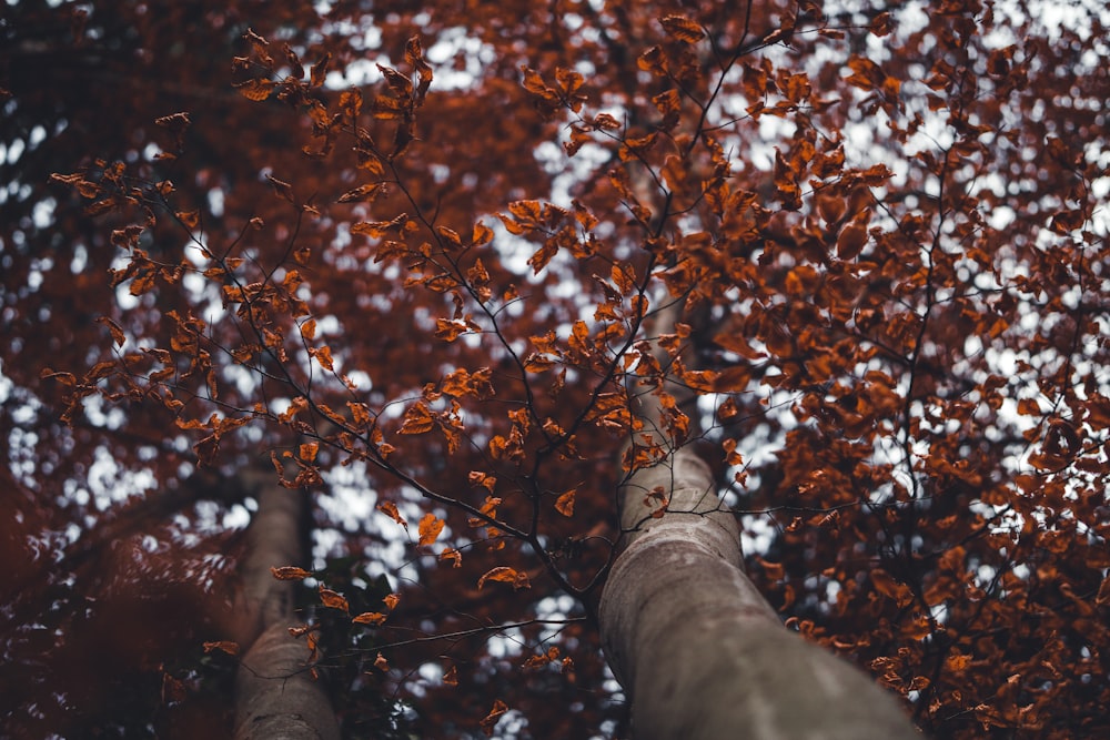 a tree with red leaves