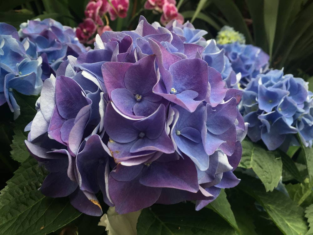 a close up of a purple flower