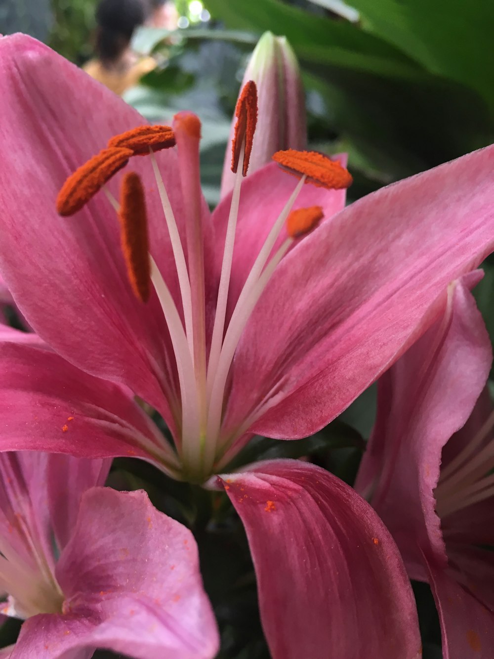 a close up of a flower