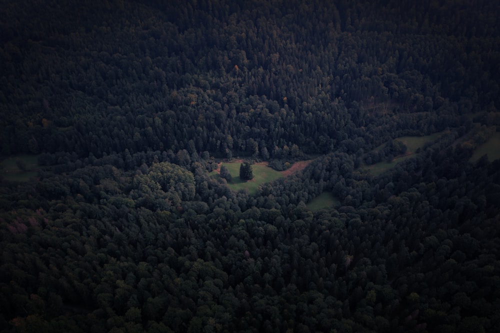 a forest of trees