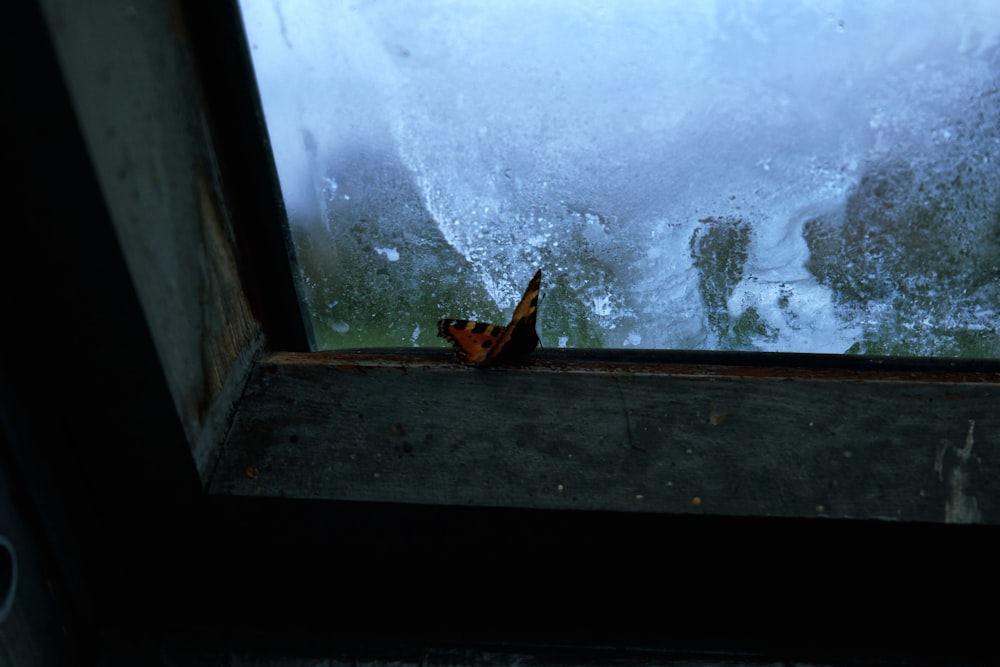 a window with a leaf on it