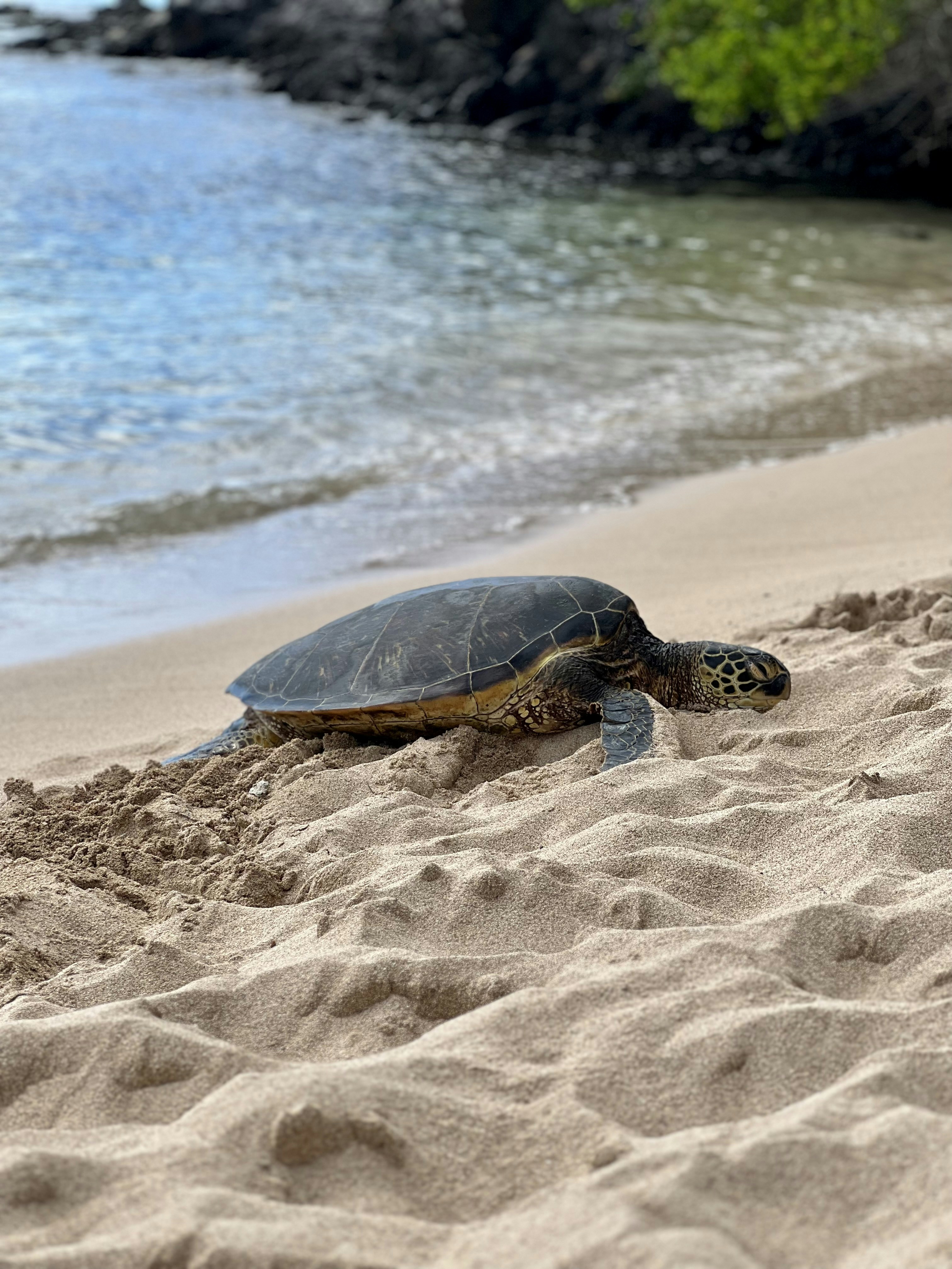 a turtle on a beach
