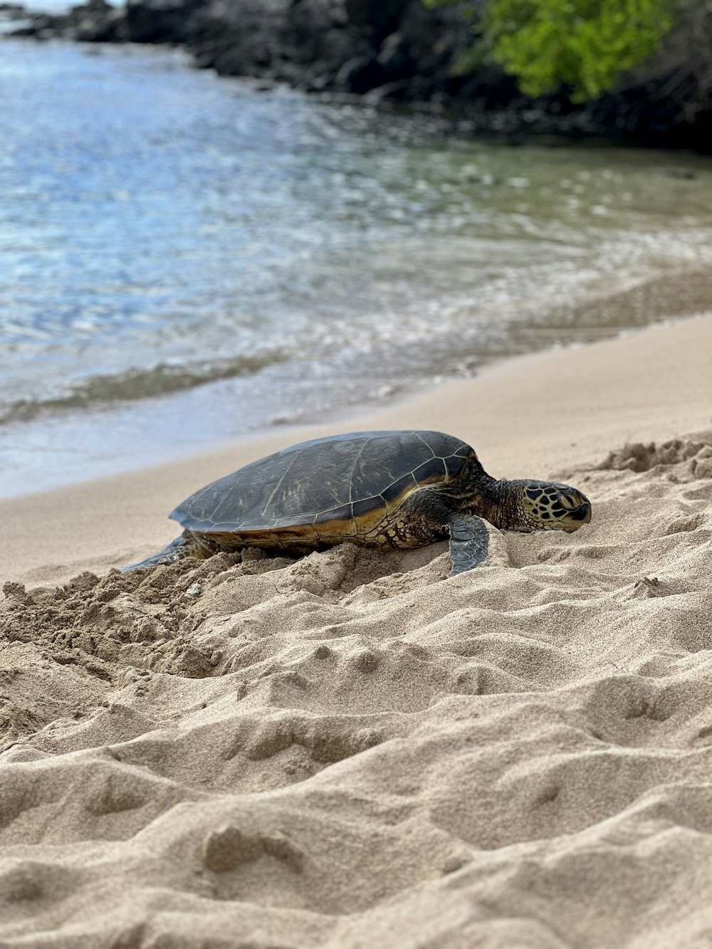Eine Schildkröte am Strand