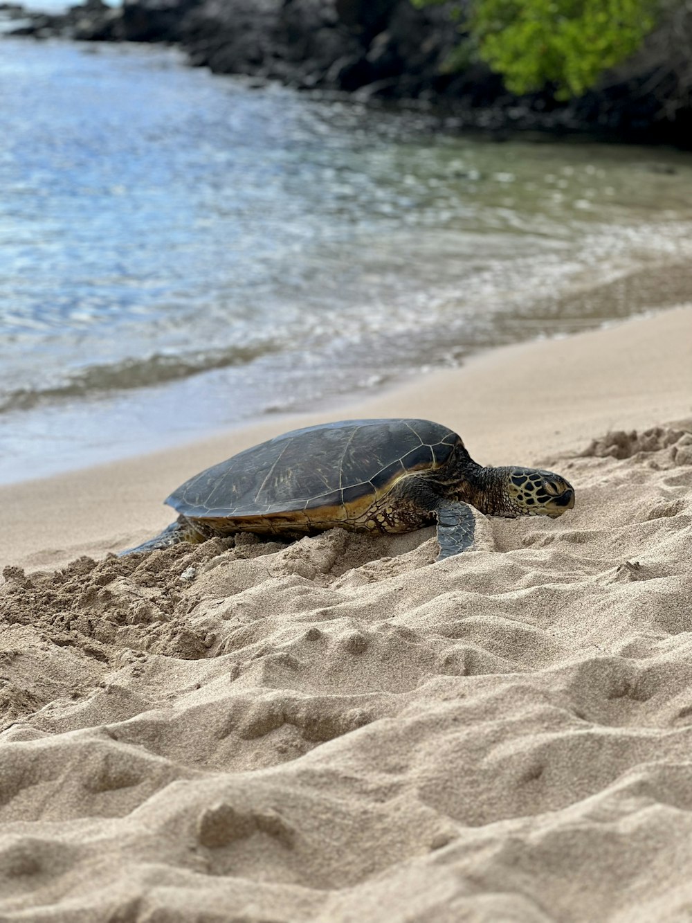 Una tartaruga su una spiaggia