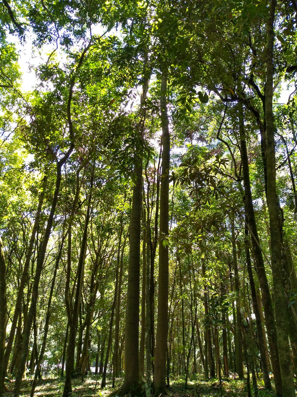 a group of trees