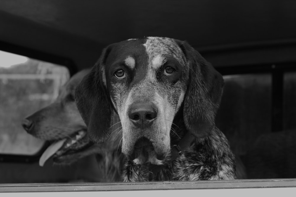 a dog looking out a window