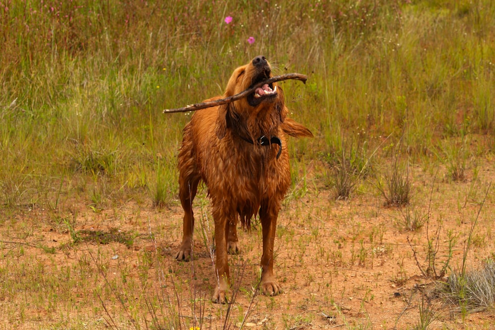 a dog with a stick in its mouth and another dog with its mouth open