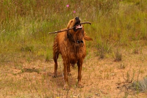 Durable Dog Toy