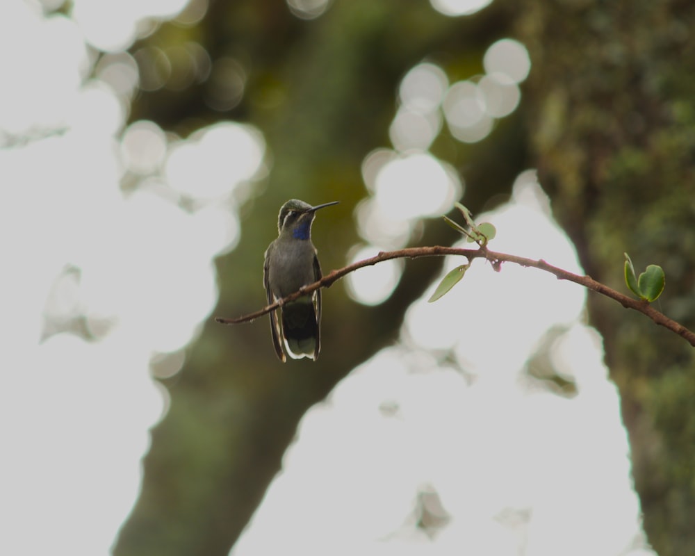 a bird sitting on a branch