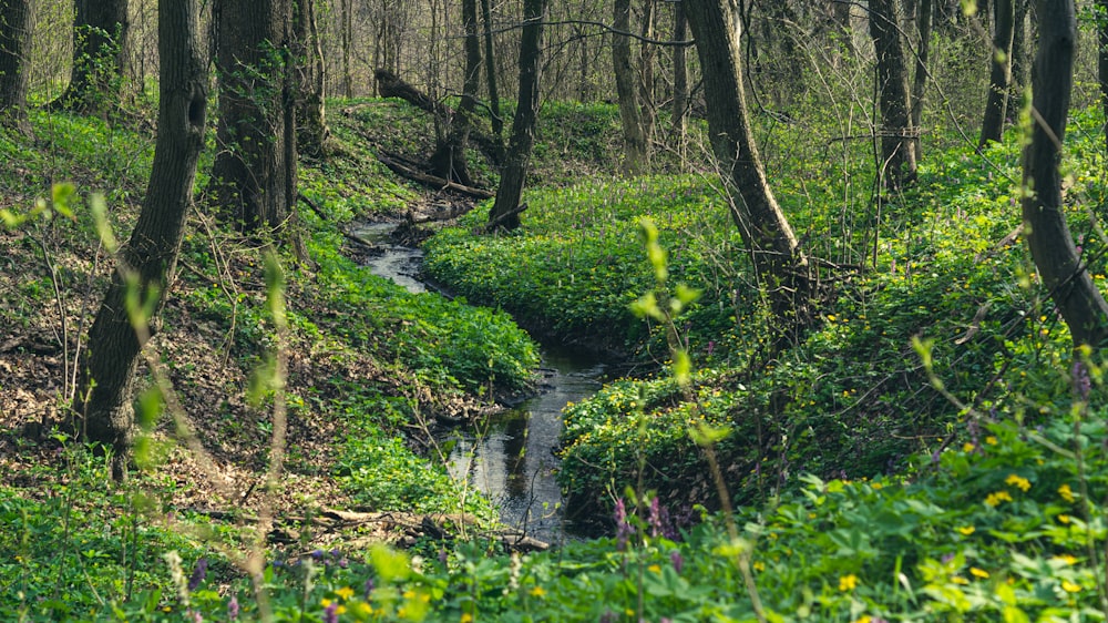 a small stream in a forest