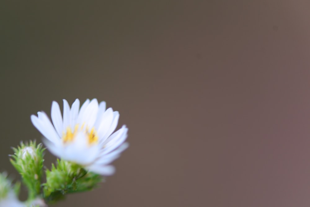 uma flor branca com centro amarelo