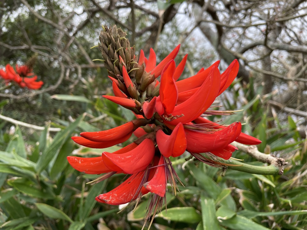 a red flower with green leaves