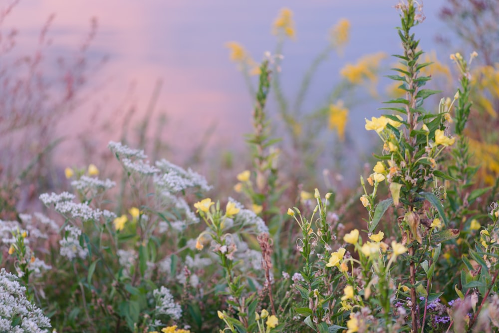 a close-up of some flowers