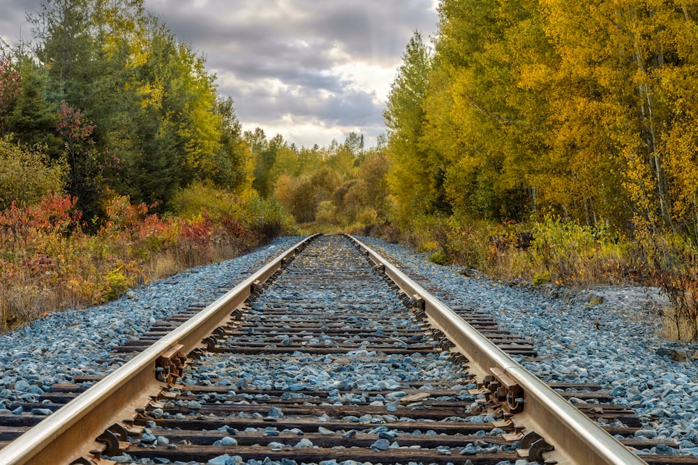 train tracks going through a forest