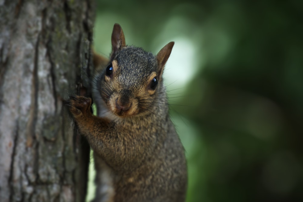 a squirrel with its arms up