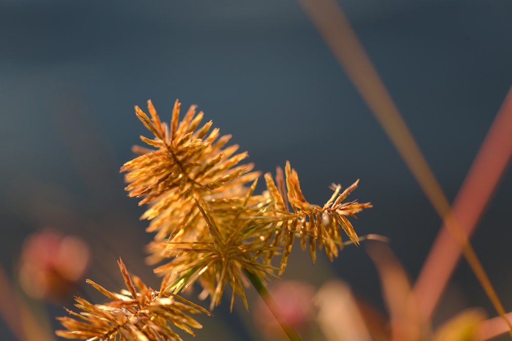 close up of a plant