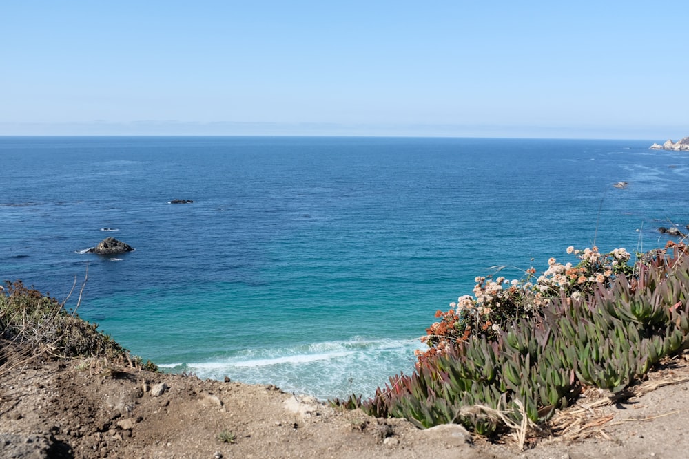 a body of water with plants and rocks on the side