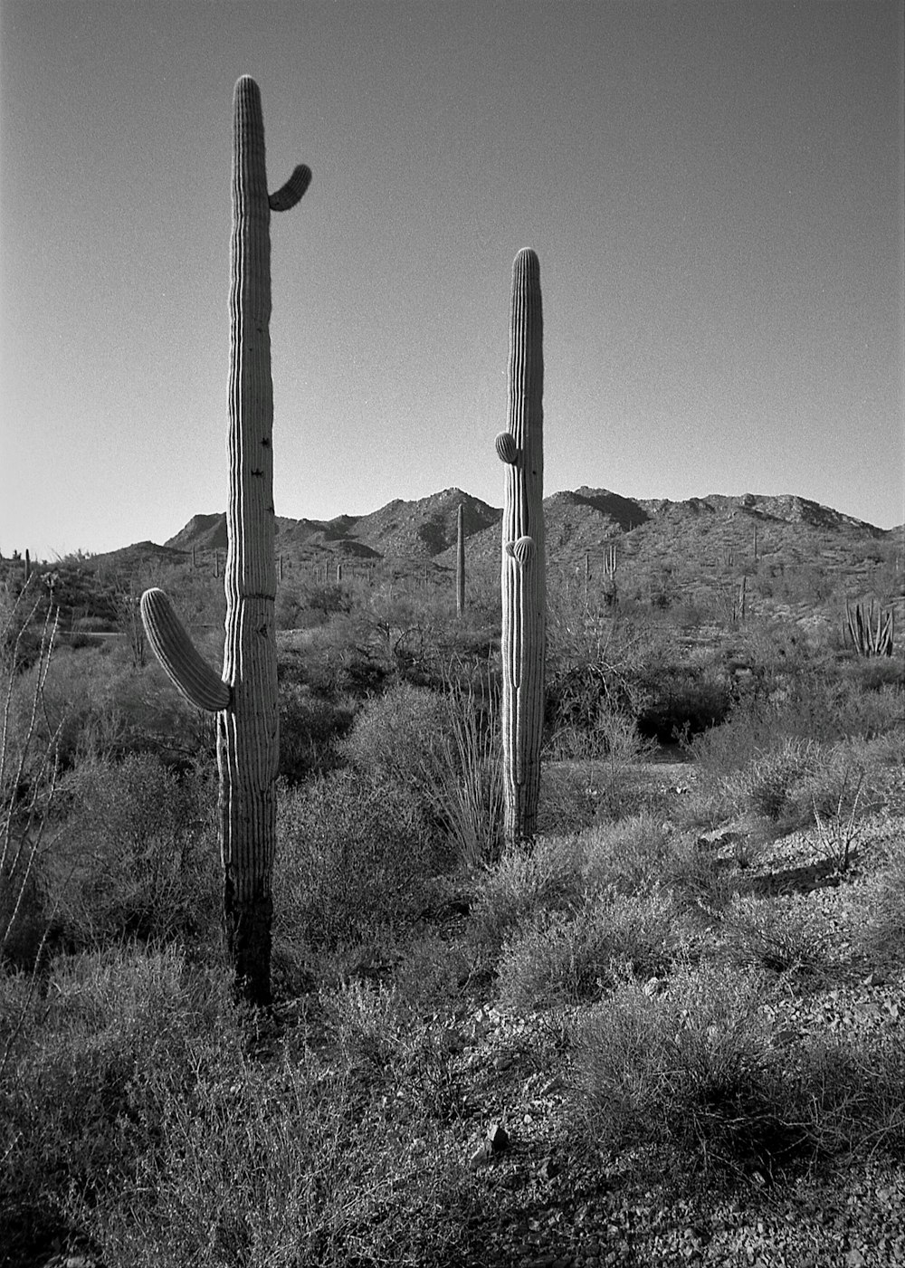 a group of cactus in a desert