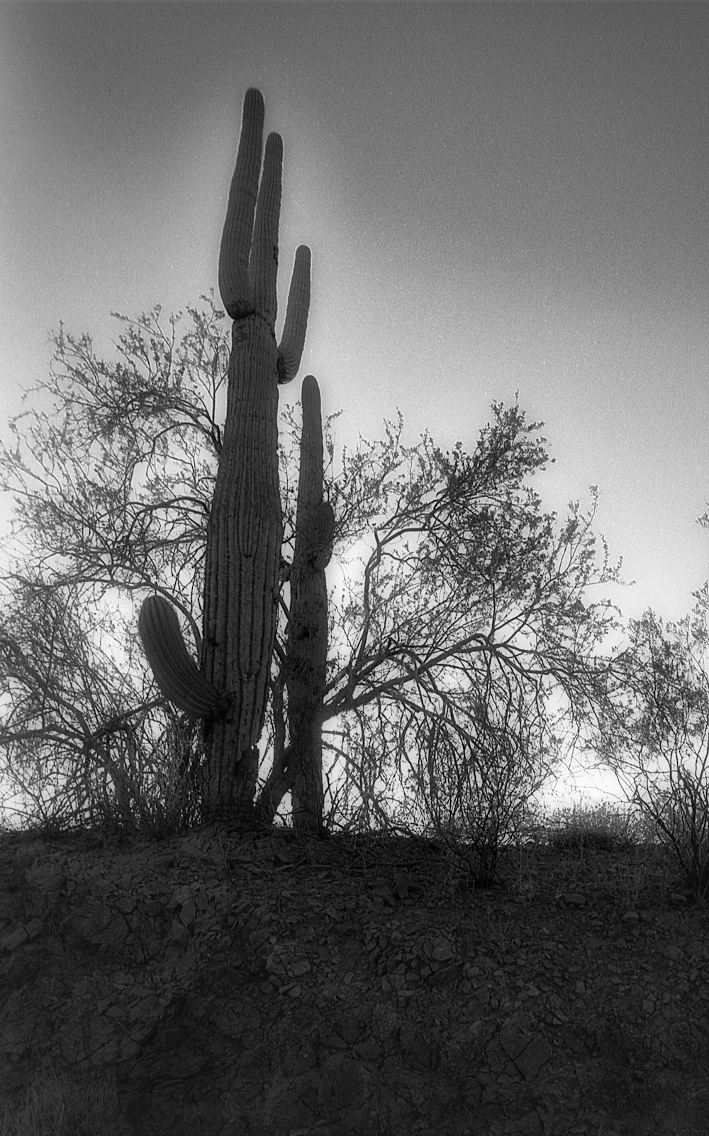 a tall cactus in a field