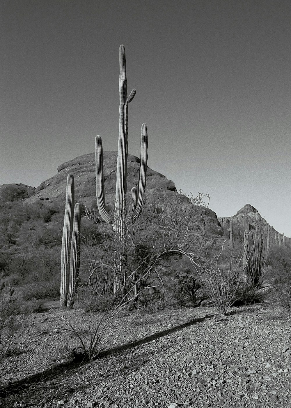 a cactus in a desert