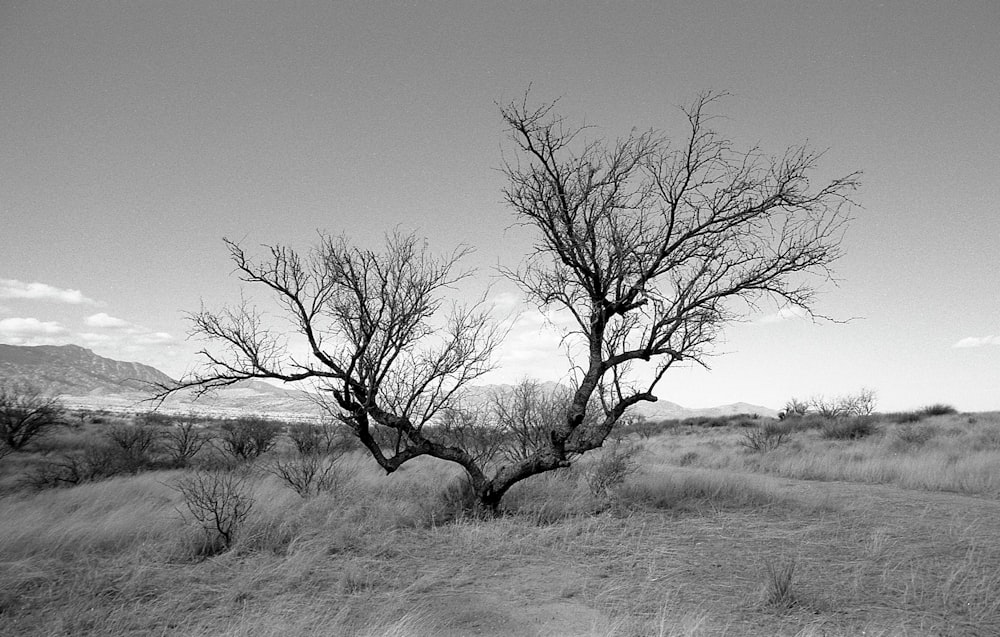 a couple trees in a field