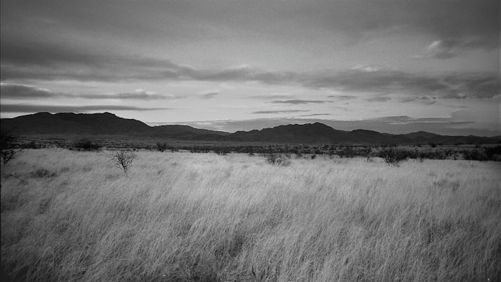 Field of grass with mountains in the background — high desert landscape