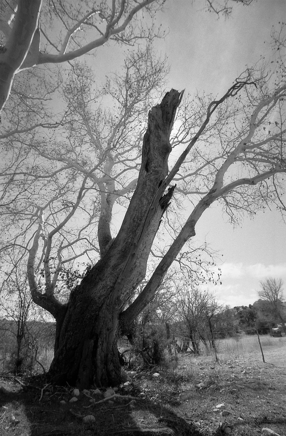 a tree with no leaves