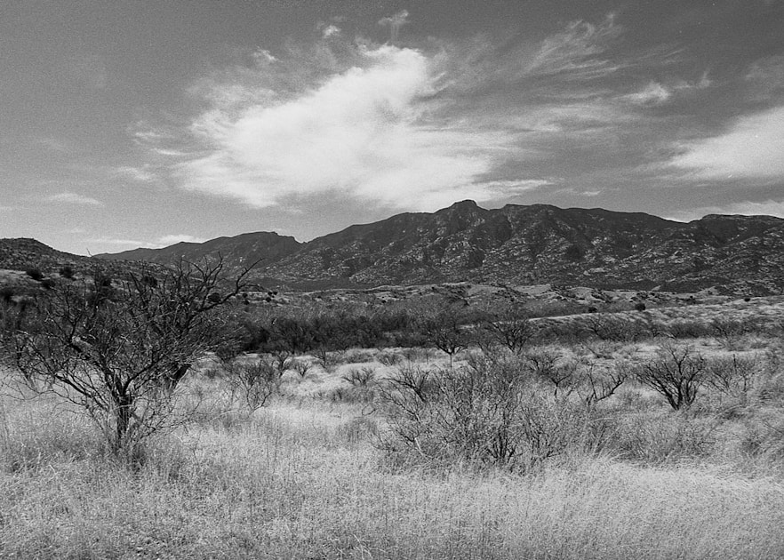 Oak and grassland country in southeastern Arizona — Coues deer habitat in the sky islands