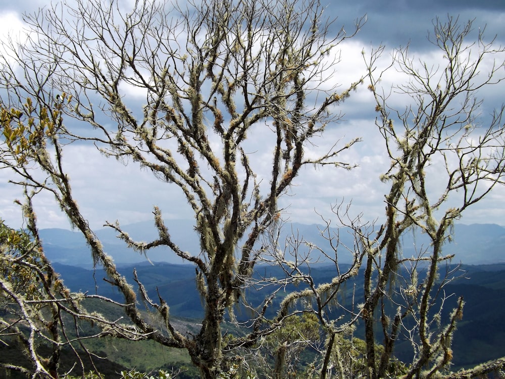 a group of trees with mountains in the background