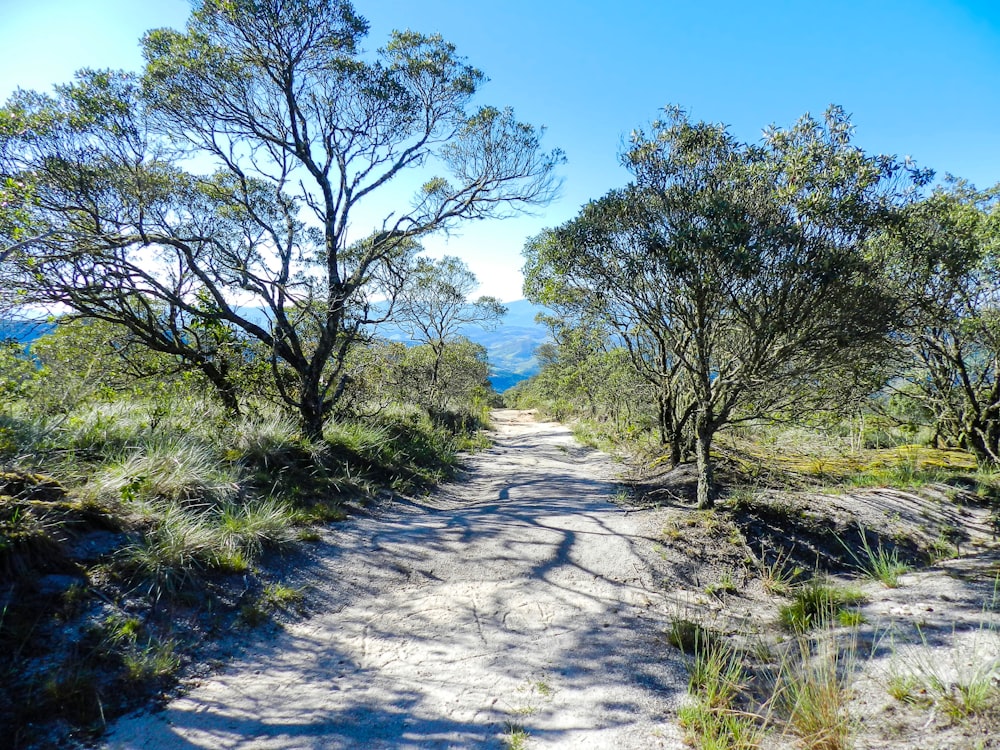 a dirt road with trees on either side of it