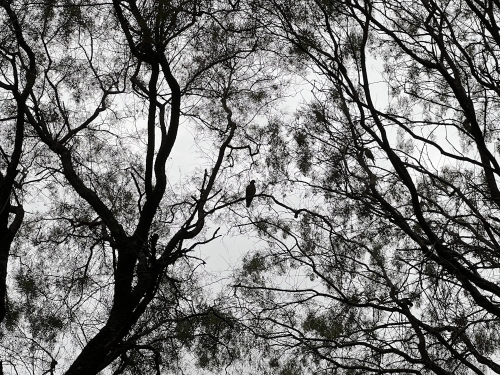 Un pájaro sentado en un árbol