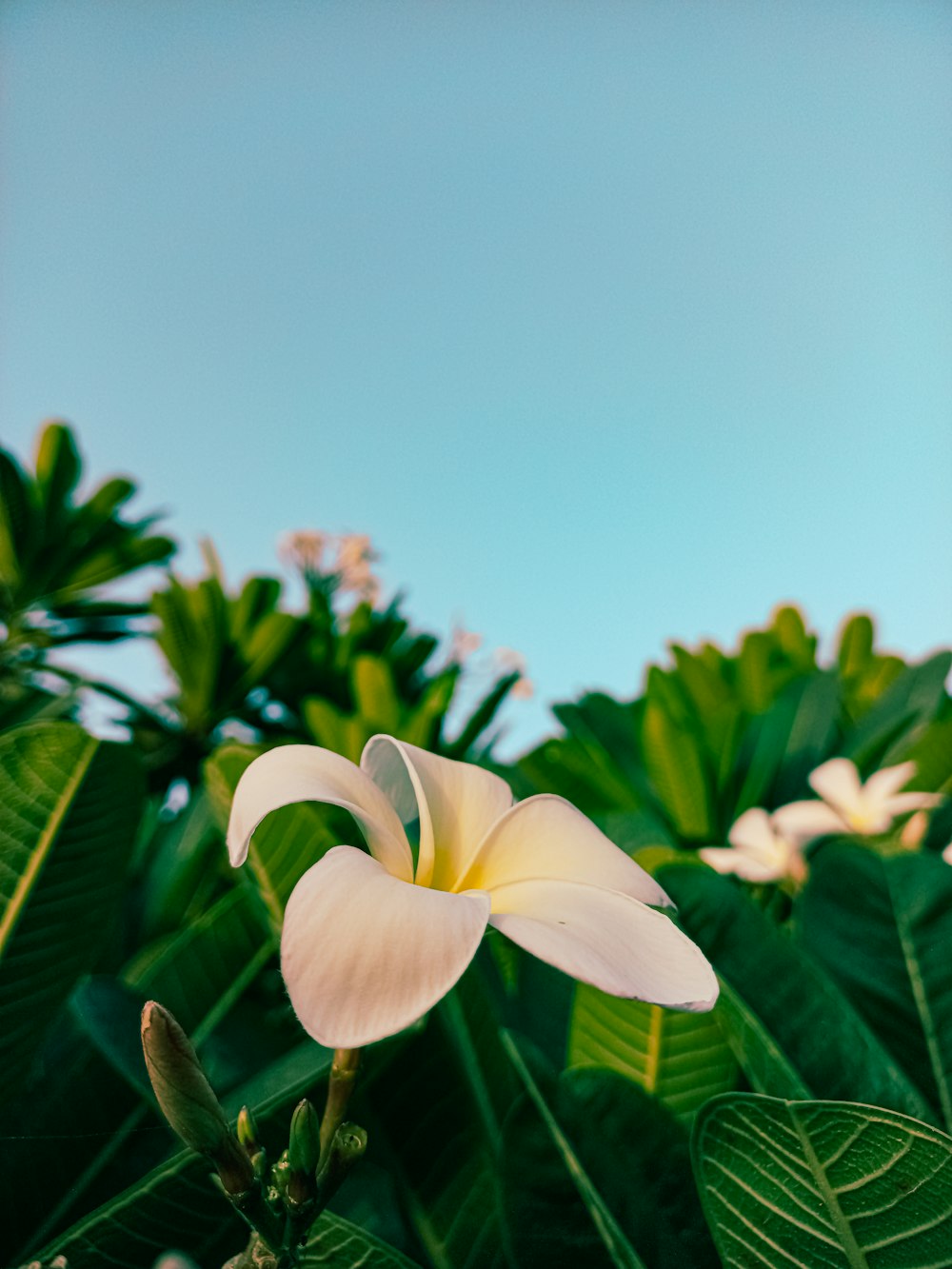 a close up of a flower