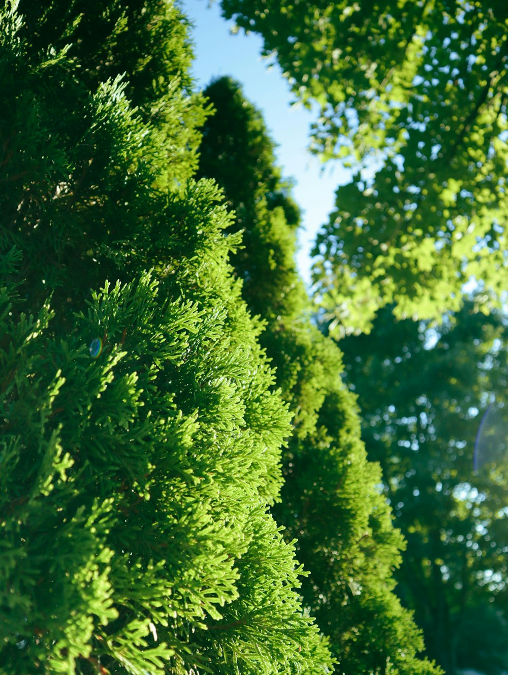 a close-up of some trees