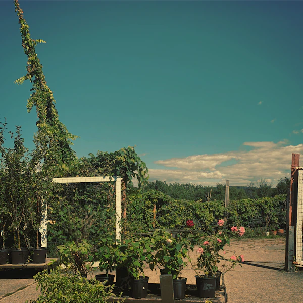 Outdoor plants