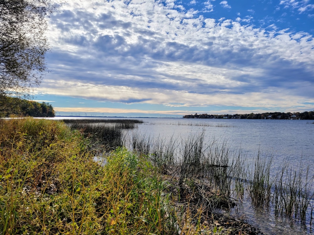 a body of water with plants and trees around it