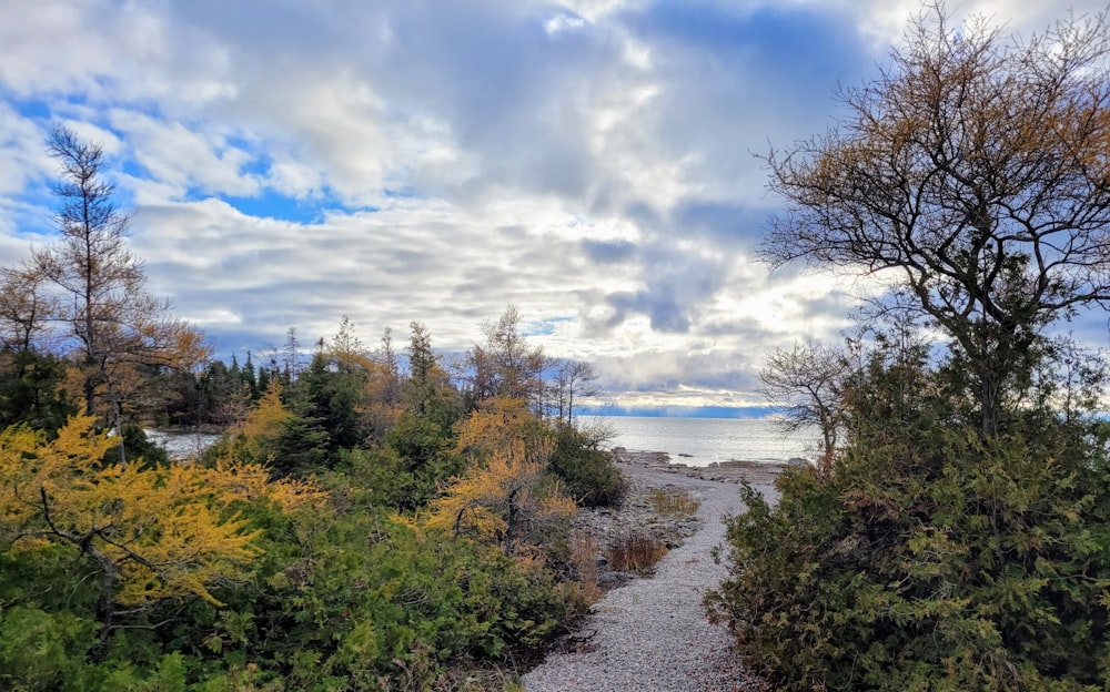 a dirt road through a forest