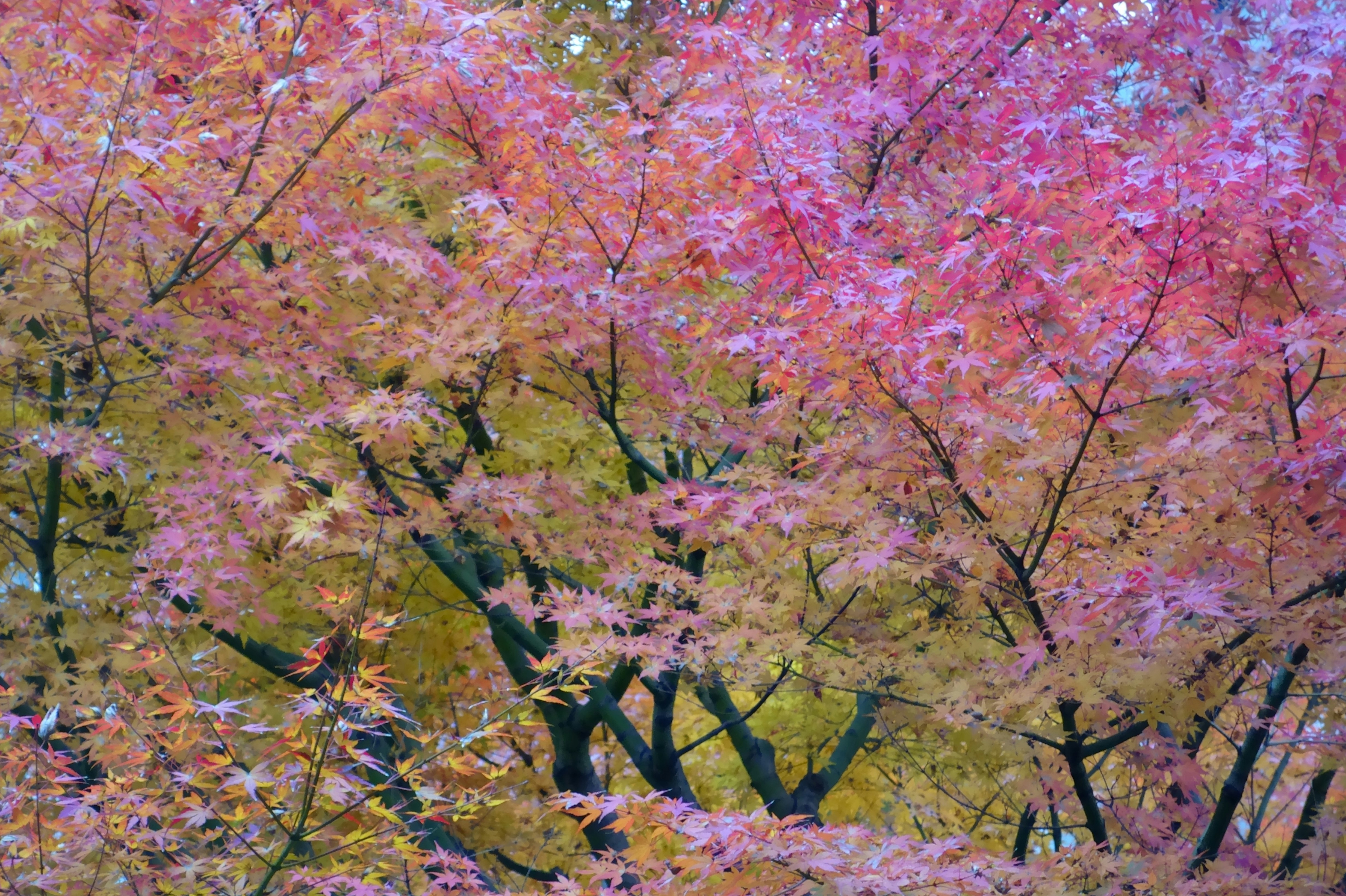 Photo by diamondforce