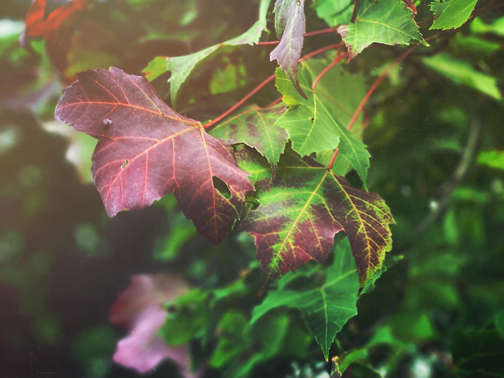 a close up of some leaves